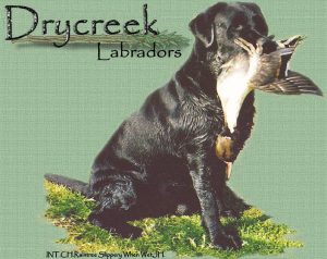 Drycreek Labradors