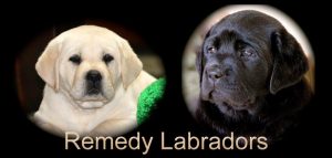wildblue labradors