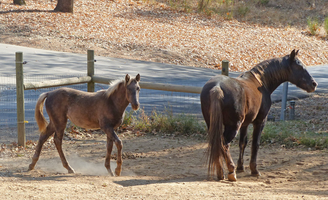 Mares Caerleon Ranch
